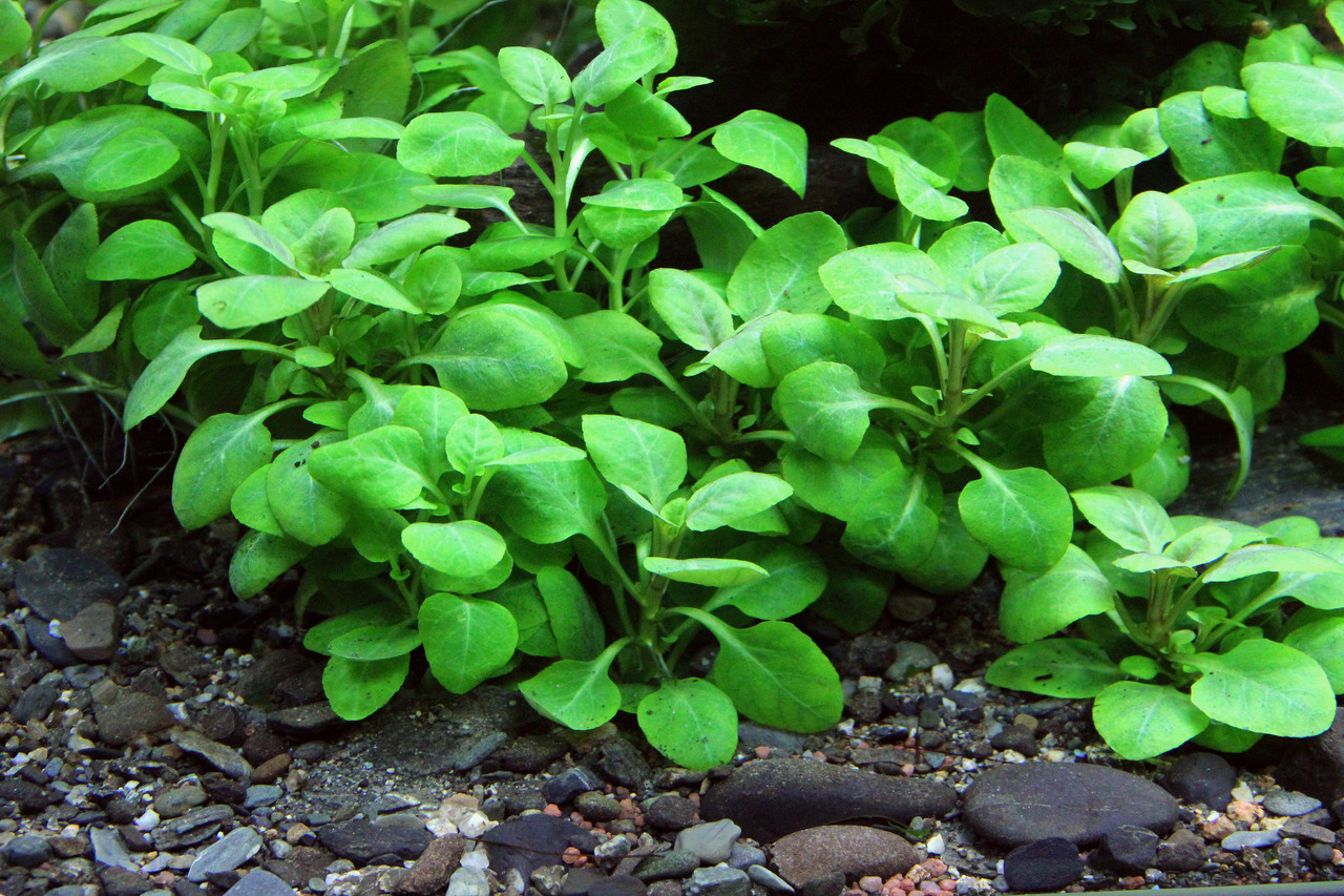 Micranthemum umbrosum, Aquarienpflanze, für Aquarienliebhaber, leuchtend grüne Blätter, dichter Wuchs, üppiger Teppich, natürl. Optik.