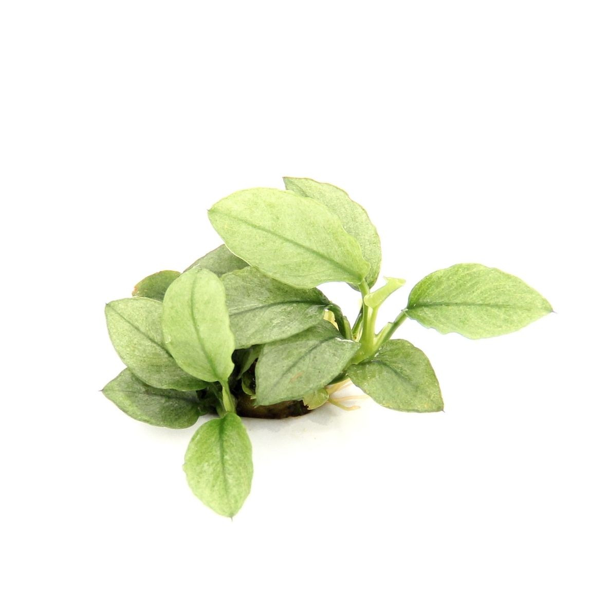 ALOHA Anubias barteri var. nana JADE