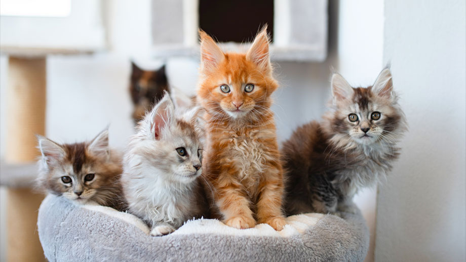 Maine Coon Kitten in verschiedenen Farben in einem Korb