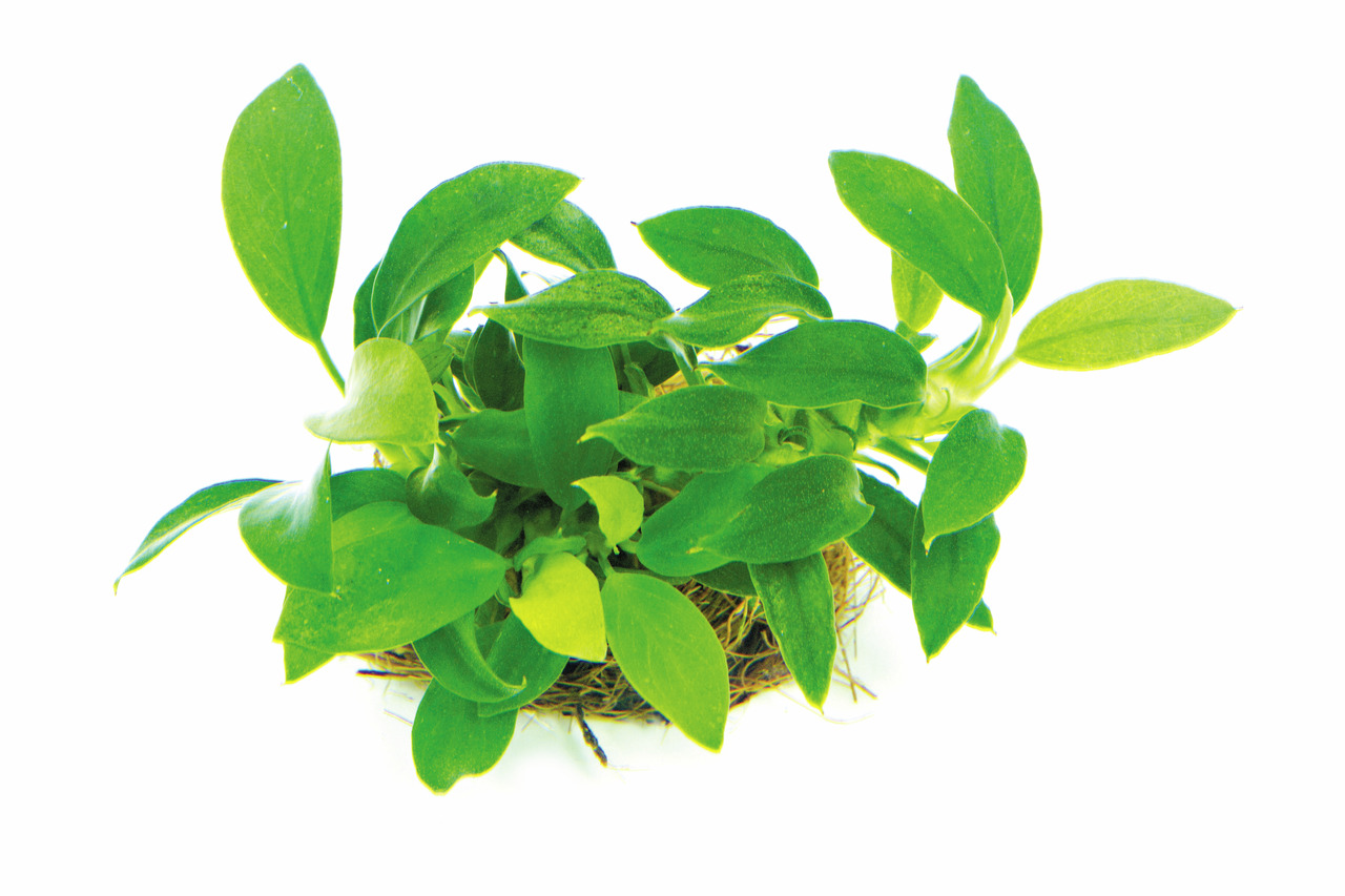 ALOHA Cryptocoryne affinis