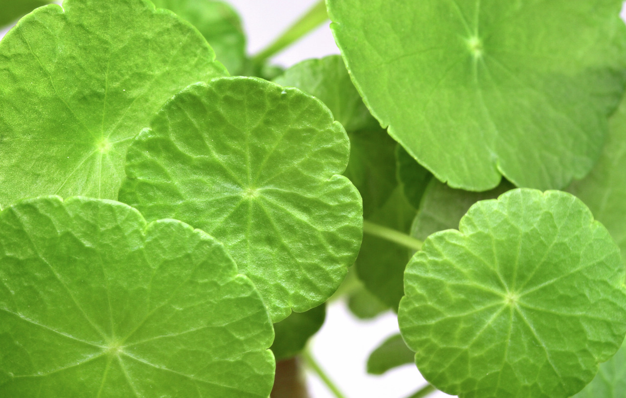 Nahaufnahme von frischen, grünen Blättern der Pflanze Centella Asiatica, auch bekannt als Gotu Kola. Die Blätter sind rundlich mit einer leicht gezackten Struktur und zeigen eine lebendige grüne Farbe. Das Bild vermittelt einen natürlichen und gesunden Ei