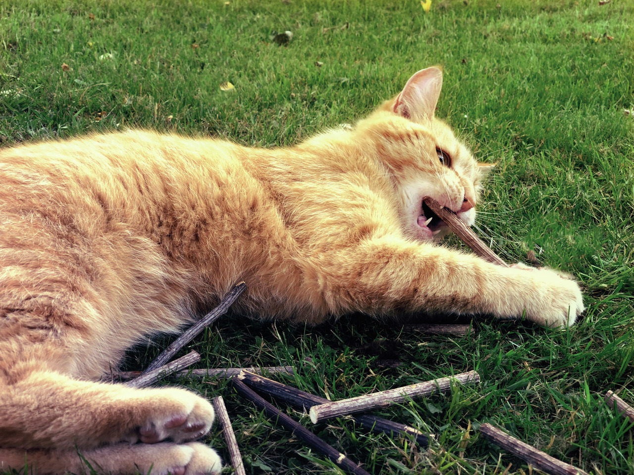 Katzenprodukt: Kauspielzeug-Stäbchen, geeignet für Katzen, spielerisch & zufriedenstellend. Geschm.: Holz, Menge: mehrere Stäbchen.