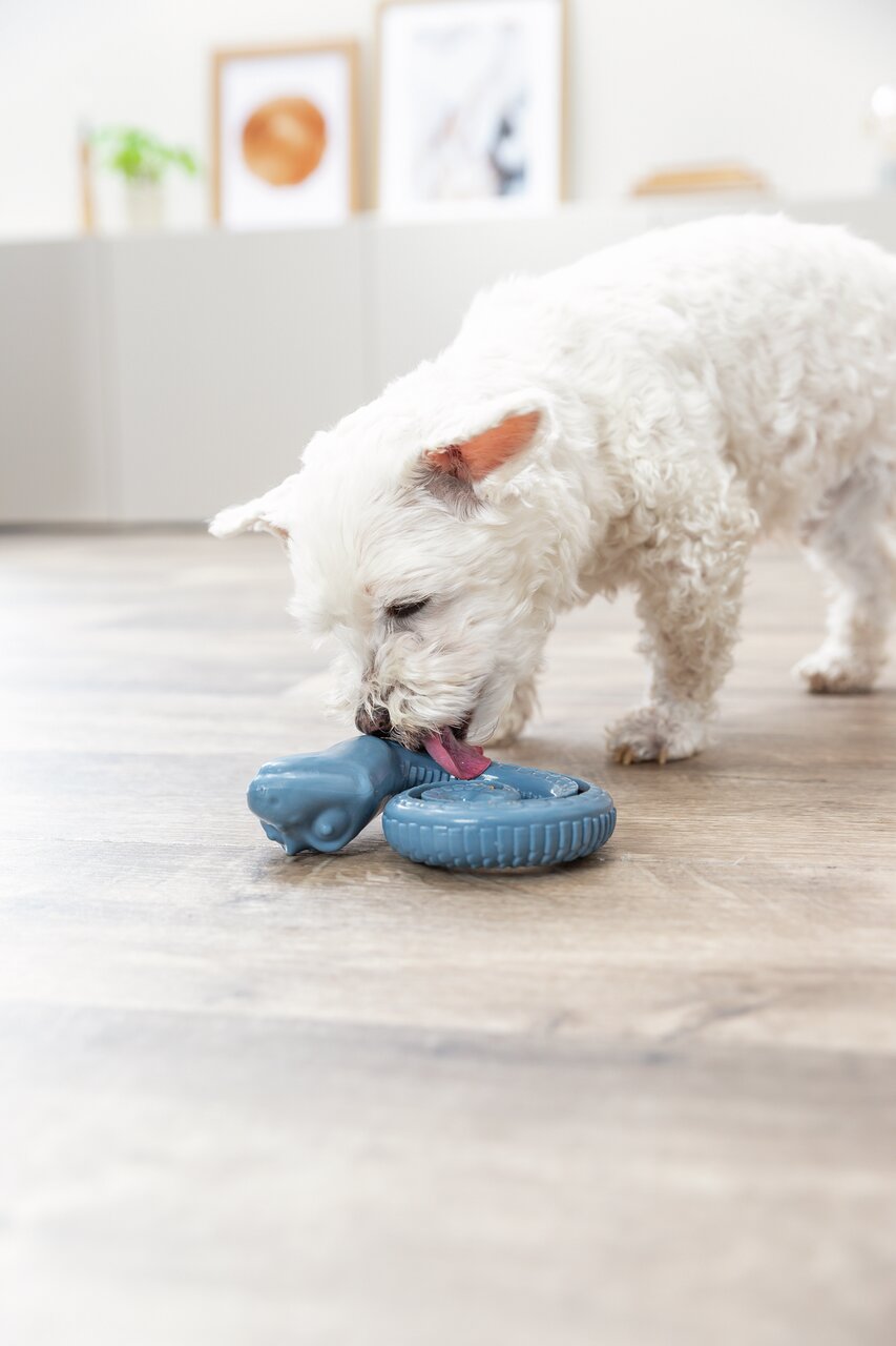 Ein kleiner weißer Hund spielt mit einem blauen Hundespielzeug von TRIXIE für Hunde. Ideal zur Zahnpflege und Beschäftigung.