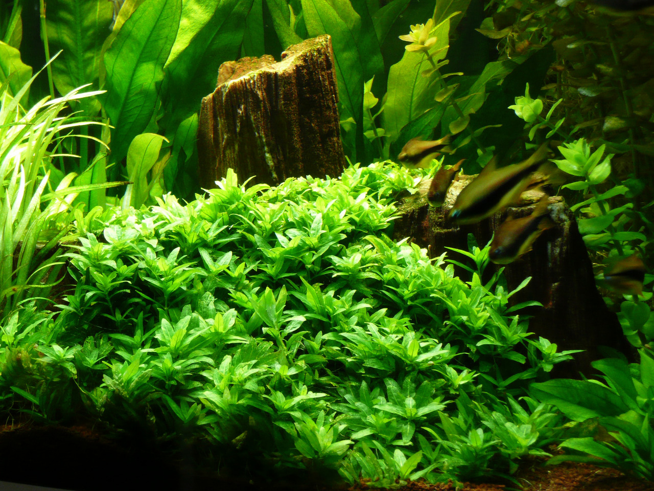 ALOHA Staurogyne repens PG6 Bild 4