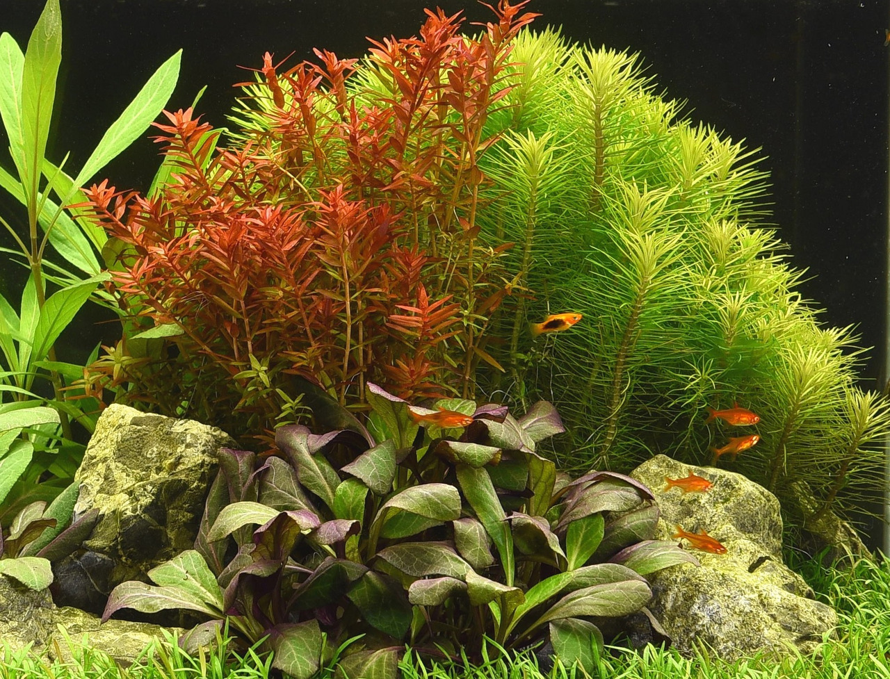 Üppig bepflanztes Aquarium mit grünen-roten Pflanzen, Steinen, Bodendeckern u. kleinen orangefarbenen Fischen im Vordergrund.