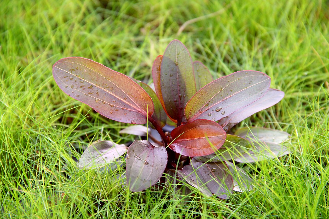 Alternanthera reineckii, rote Wasserpflanze, ideal für Aquarien, wächst auf grünem Gras, frische Umgebung, perfekt für Aquarienliebhaber.