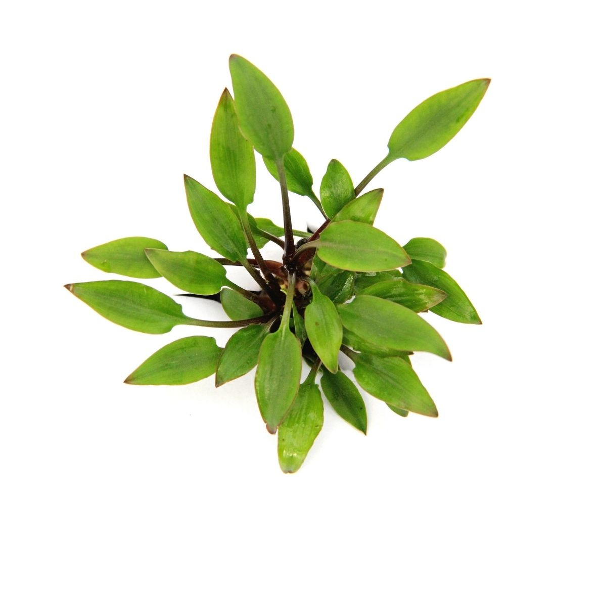 ALOHA Cryptocoryne lutea HOBBIT