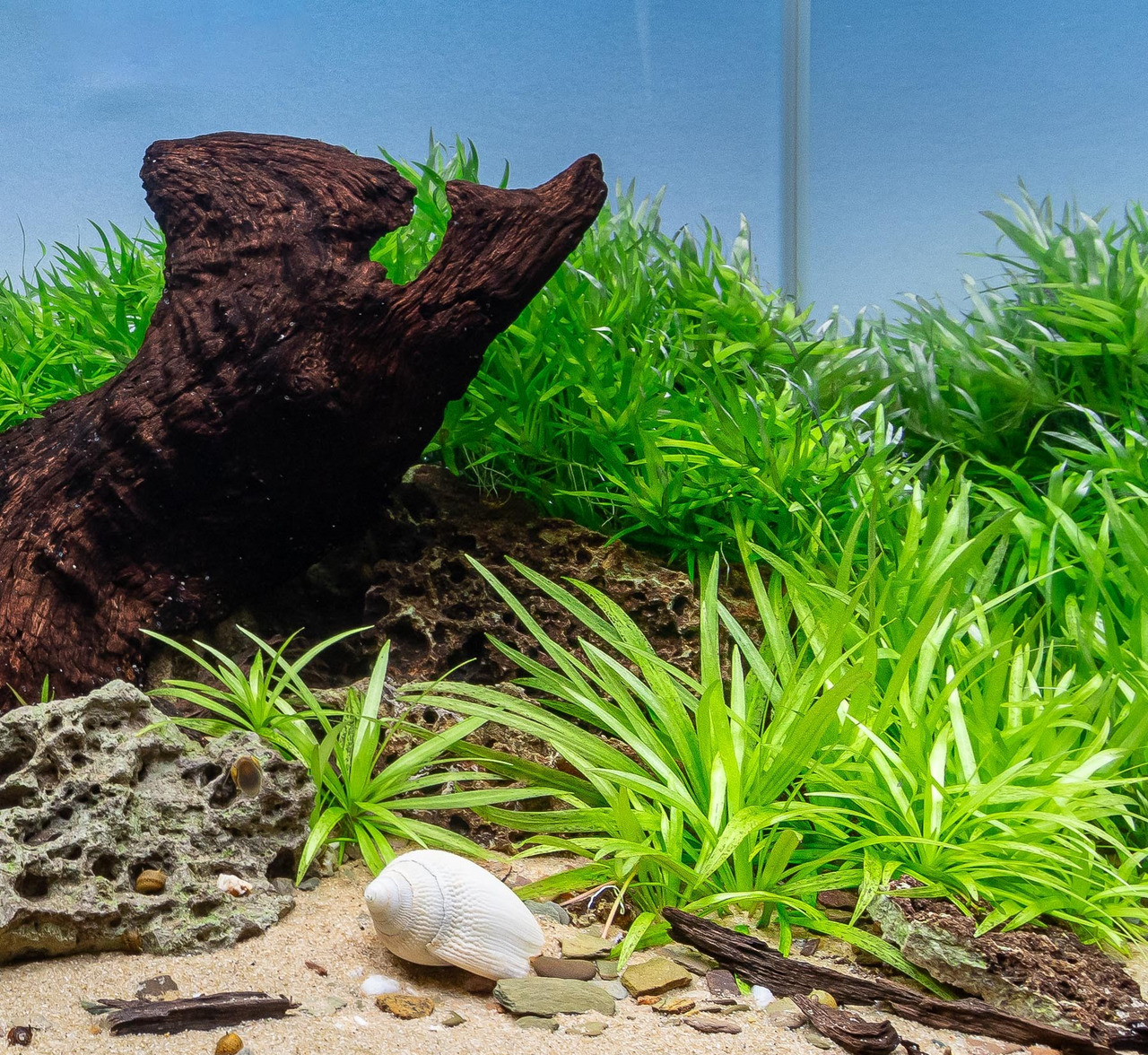 Das Bild zeigt ein dekoratives Aquarium mit üppigem, grünem Wasserpflanzenbewuchs und einem markanten Stück Treibholz in der Mitte. Im Vordergrund liegt eine weiße Schneckenschale auf sandigem Boden, umgeben von kleinen Steinen und Holzstücken. Die Szene 