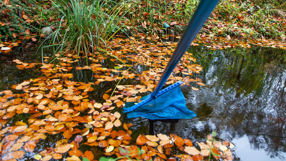 Teichreinigung mit Kescher