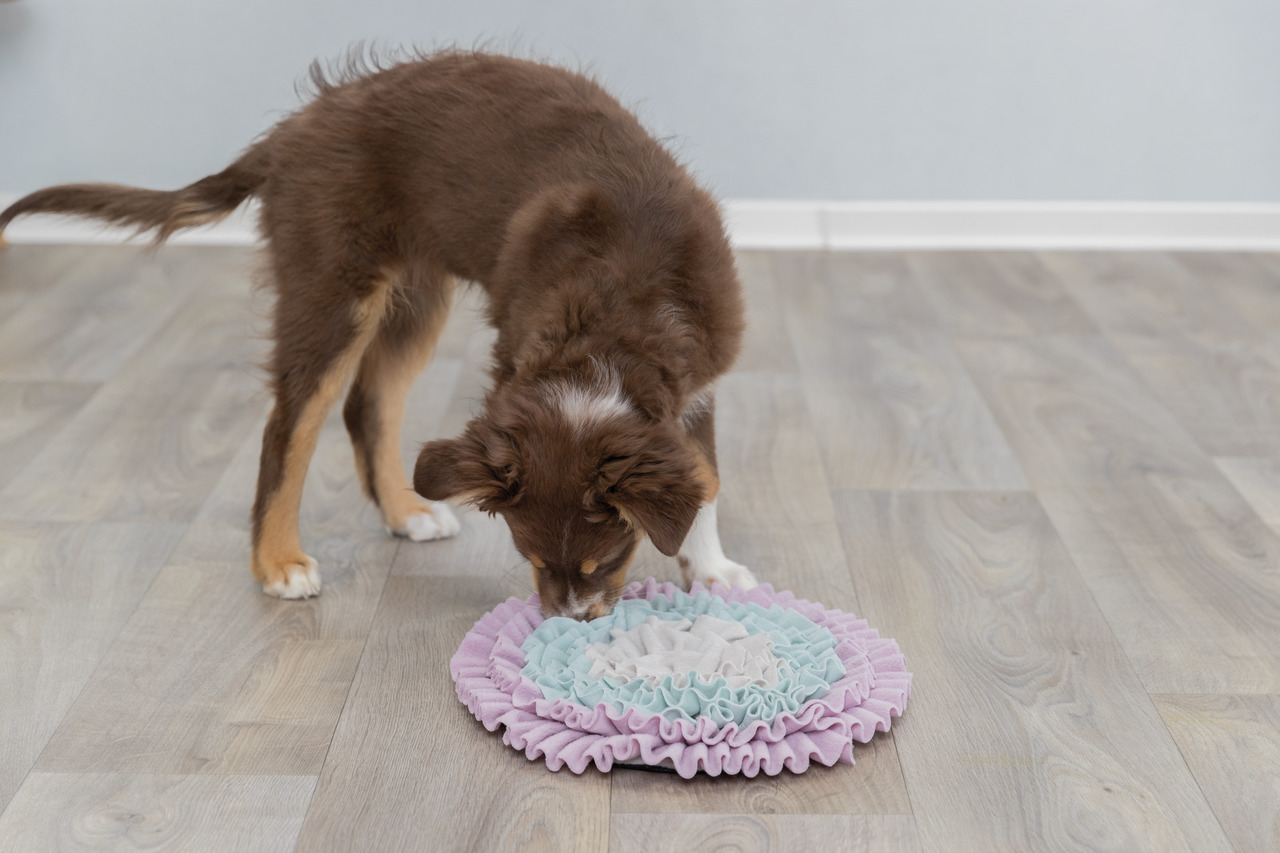 TRIXIE Schnüffelteppich, interaktives Spielzeug f. Hunde, fördert Leckerlisuche & mentale Stimulation, Pastellfarben, alle Rassen.