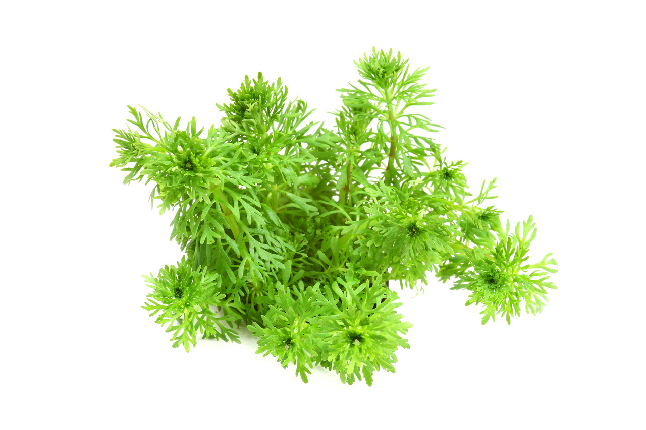 Frischer Koriander, ideal zum Würzen, mit leuchtend grünen, gefiederten Blättern. Perfekt für frische Gerichte.