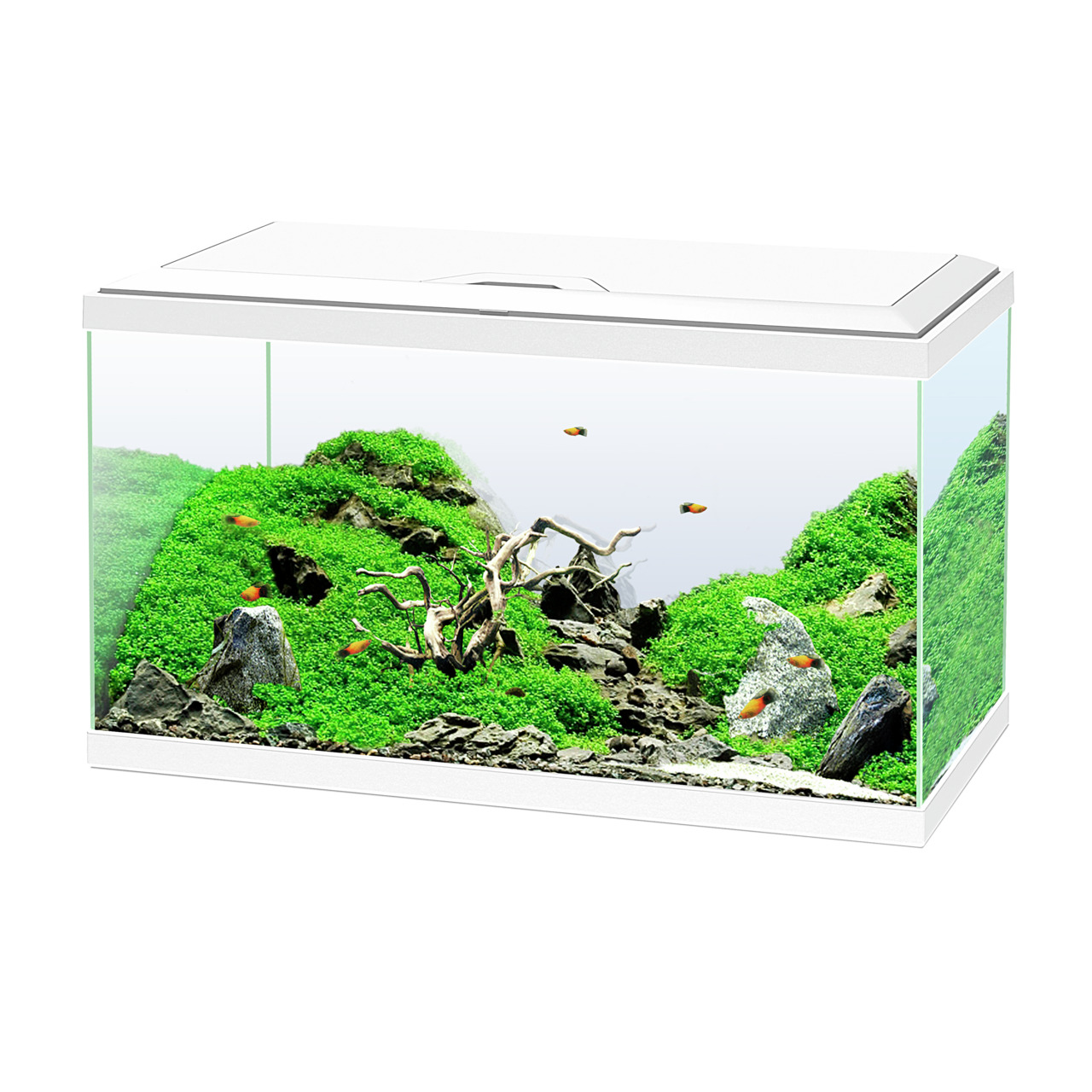 Ciano Aqua 60 Aquarium, 58 L, bepflanzt, für Süßwasserfische, ideal für Einsteiger & Erfahrene, mit Moos, Steinen & Zierfischen.