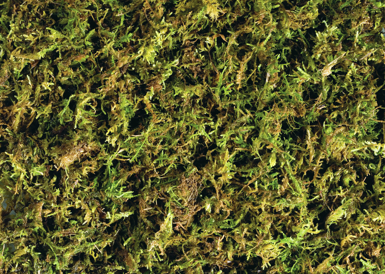 Exo Terra Forest Moss, 7L, für Reptilien & Amphibien, fördert natürlichen Lebensraum, ideal bei hoher Luftfeuchtigkeit.