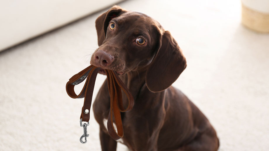 Hübscher brauner Hund mit Leine im Maul