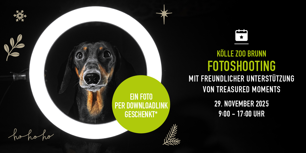Hund schaut durch runden Lichtring, Infos zu Fotoshooting im Kölle Zoo Brunn am Gebirge am 29. November 2025.