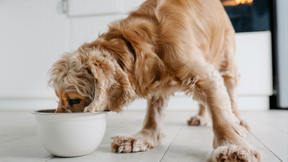 Hellbrauner Cocker Spaniel frisst aus Hundeschüssel