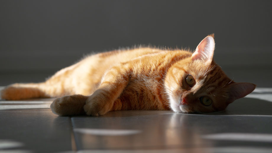 Rote Katze liegt auf Fliesen