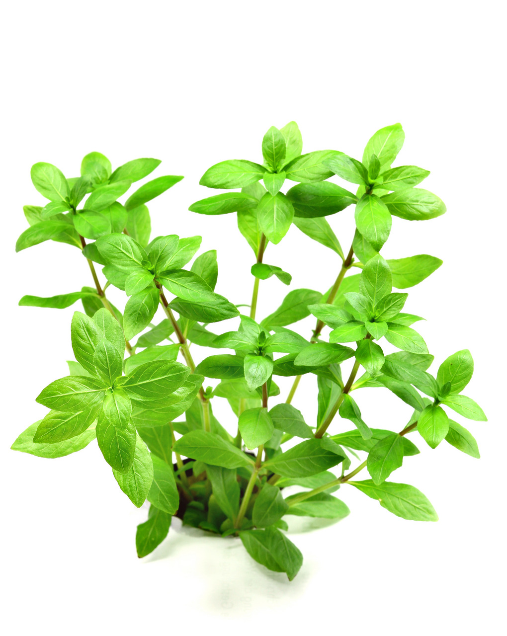 Frische Basilikumblätter ALOHA, lebendig & gesund, ideal für Salate, Pasta, Pesto