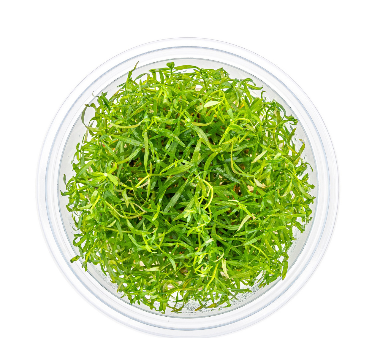 Kunststoffgefäß mit grünem Wasserpflanzenmoos, ideal für Aquarien/Terrarien, natürliche Umgebung, EAN: 4251127240008.