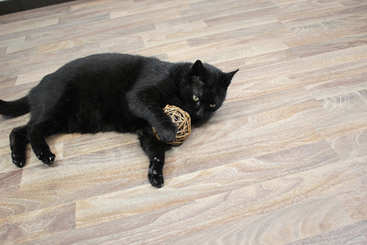 JR FARM Katzenball, Naturmaterial, Beschäftigungsspielzeug, fördert Aktivität, für Katzen jeden Alters.