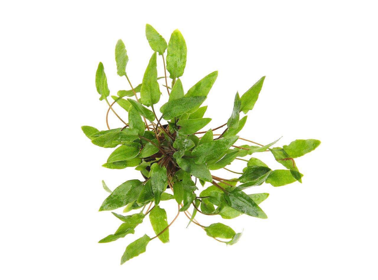 Das Bild zeigt die Wasserpflanze Cryptocoryne wendtii 'Tropica', eine beliebte Aquarienpflanze. Sie hat leuchtend grüne, längliche Blätter und eignet sich ideal für Süßwasseraquarien. Die Pflanze ist pflegeleicht, wächst langsam und bietet Fischen und Gar