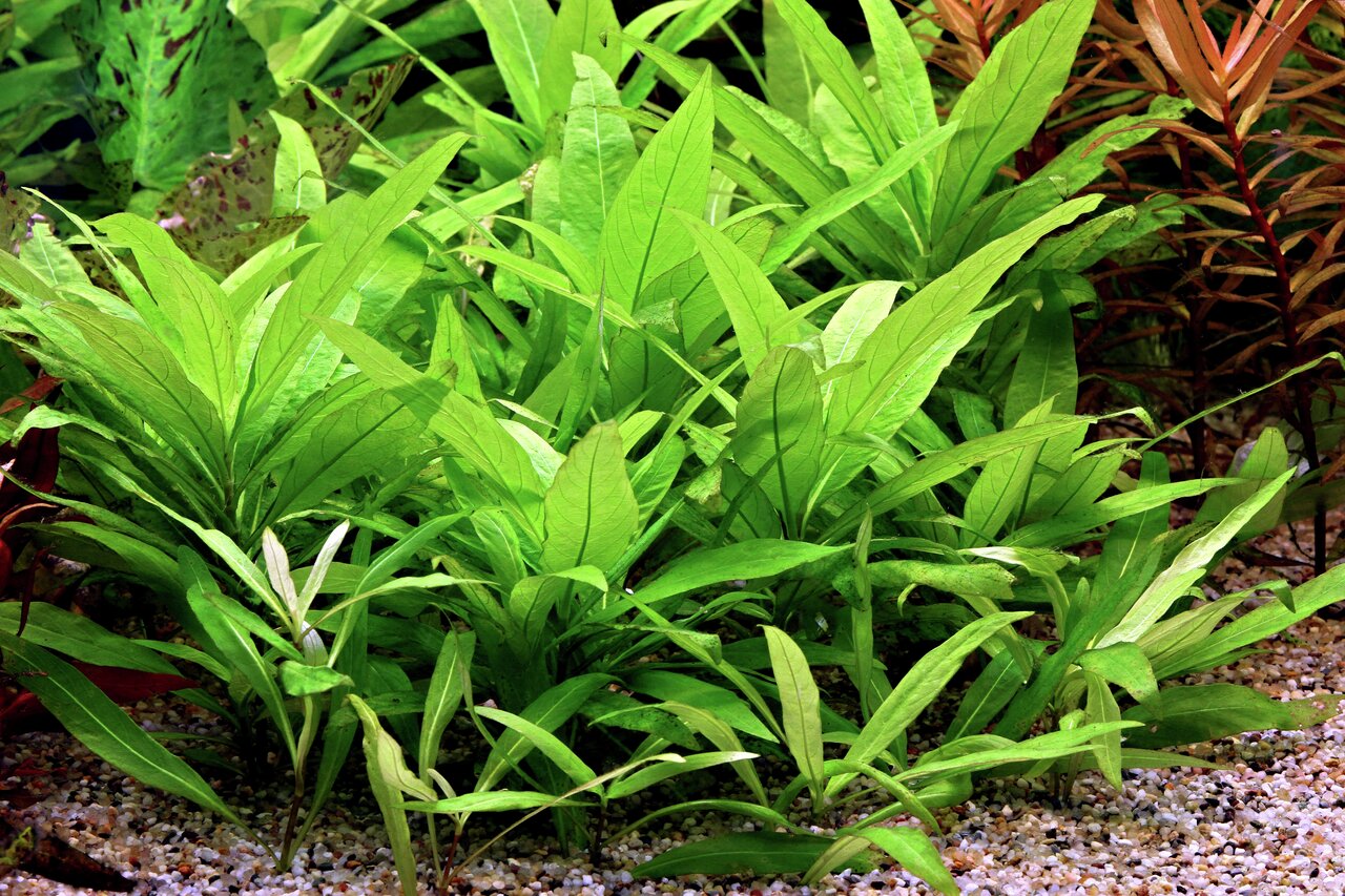 ALOHA Wasserpflanze, ideal für Süßwasserfische & Garnelen, verbessert Wasserqualität, dekorativ, in natürl. Kiesbett arrangiert.