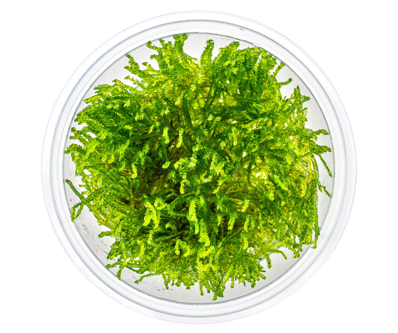 Ein rundes, transparentes Gefäß mit einer leuchtend grünen Wasserpflanze der Marke ALOHA, erkennbar als Moosart, vermutlich für Aquarien geeignet. Die Zielgruppe sind Aquarienbesitzer. Die Pflanze wirkt frisch und gesund, ideal zur Dekoration oder als Ver