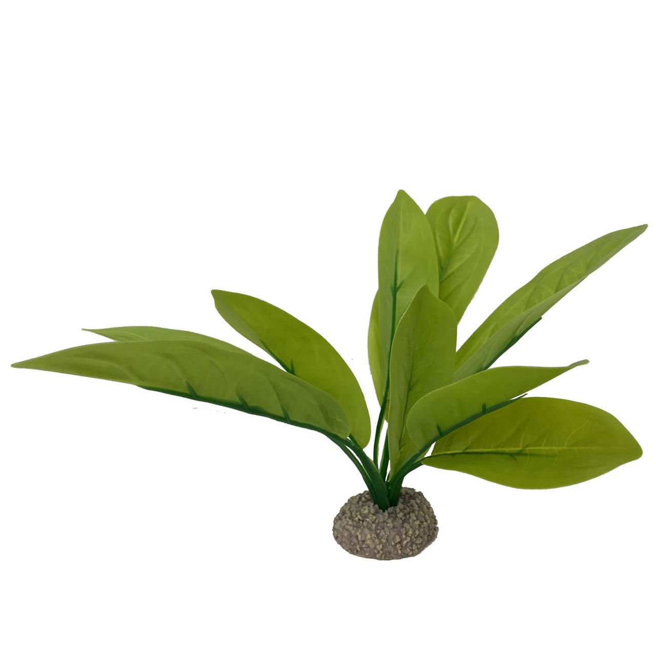 AQUA DELLA Echinodorus 3 grün 24 cm