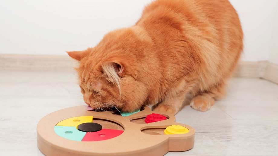 Rote Katze beschäftigt sich mit Intelligenzspielzeug