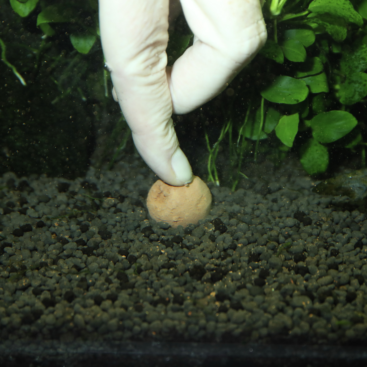 Das Bild zeigt eine Hand, die eine JBL ProFlora Kugel in den Bodengrund eines Aquariums drückt. Die Kugel dient als Nährstoffdepot für Wasserpflanzen und fördert deren Wachstum. Im Hintergrund sind grüne Pflanzen sichtbar. Zielgruppe sind Aquarienbesitzer