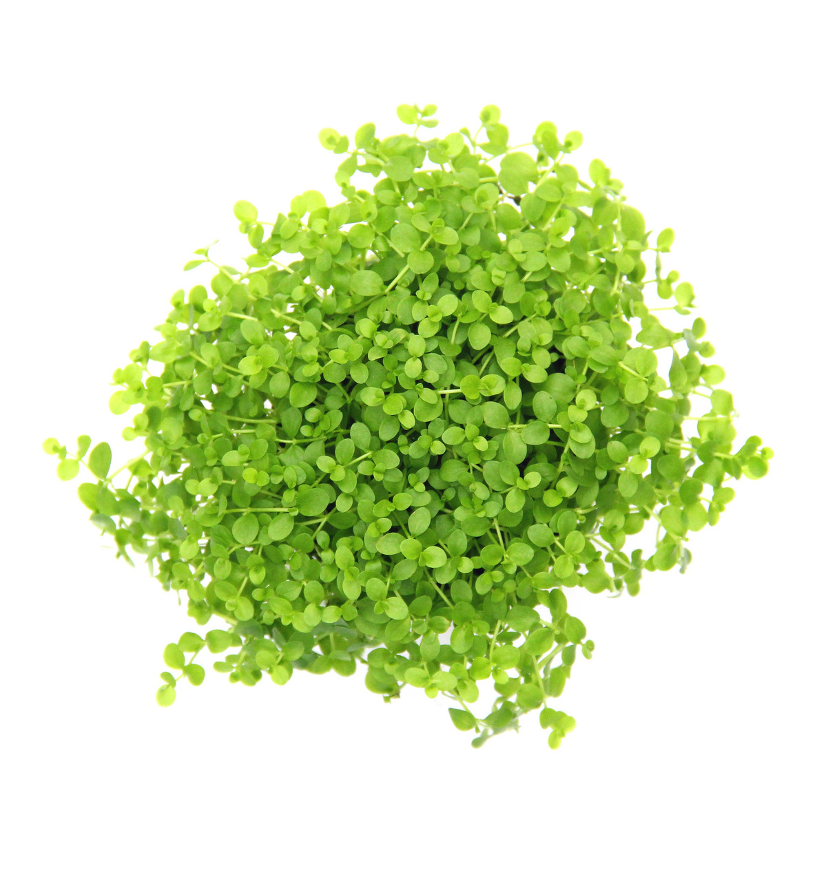 Frisches, grün leuchtendes Kleinblättriges Bubiköpfchen (Soleirolia soleirolii), kompakte Struktur, ideal für Deko & Terrarien.