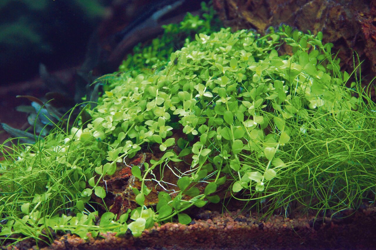 Hemianthus callitrichoides (Kuba-Perlkraut), Bodendeckerpflanze für Aquarien, ideal für Fische & Garnelen, 125g, fördert Wohlbefinden.