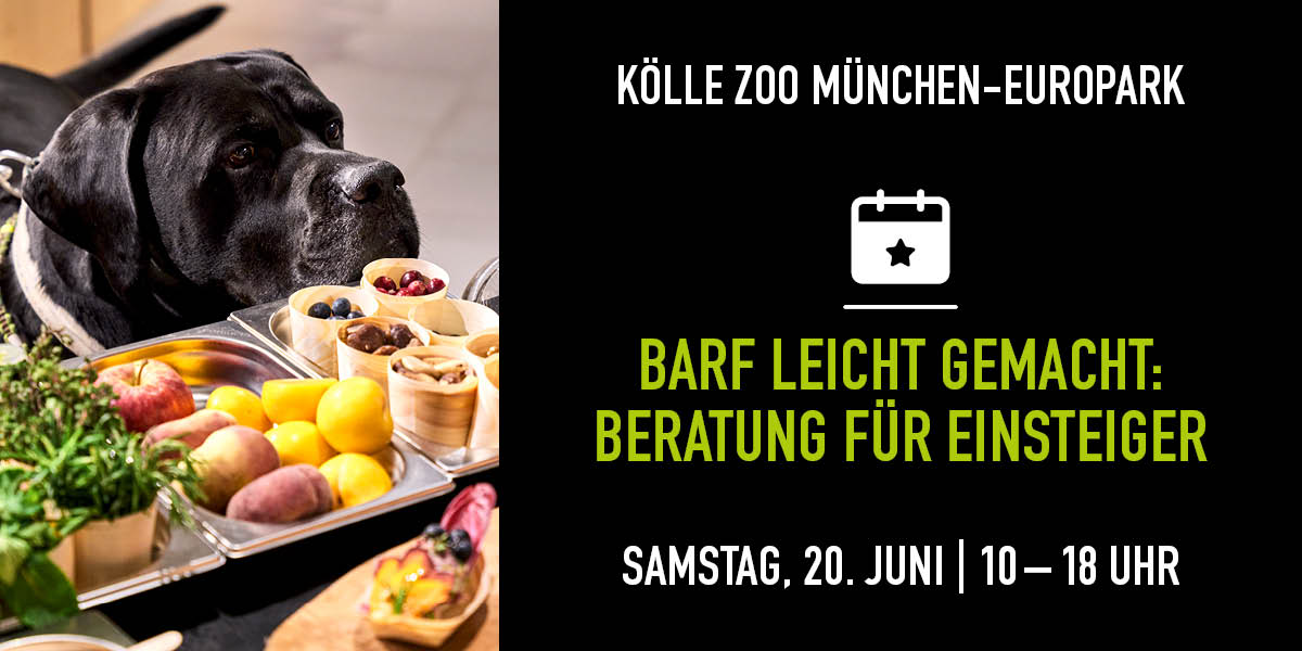 Schwarzer Hund schnuppert an BARF-Probierhäppchen bei Beratungsevent