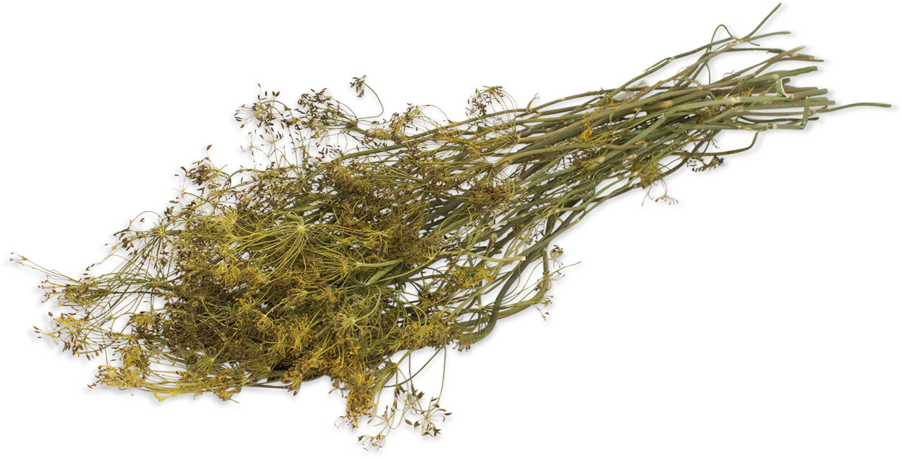 Das Bild zeigt das Produkt "JR FARM Dill-Stiele", ein natürliches Ergänzungsfuttermittel für Kleintiere wie Kaninchen, Meerschweinchen und andere Nager. Die abgebildeten Dill-Stiele sind getrocknet und reich an natürlichen Aromen. Sie dienen als gesunder 