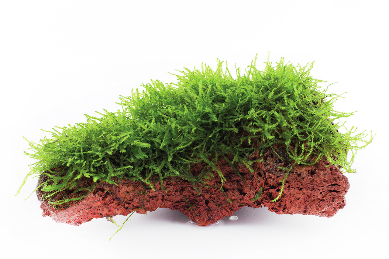 Das Bild zeigt das Produkt "Tropica Aquarium Dekoration Lava Rock mit Moos", geeignet für Aquarienliebhaber. Es handelt sich um einen roten Lavastein, der mit grünem Moos bewachsen ist, ideal für Süßwasseraquarien. Der Stein bietet eine natürliche Optik u