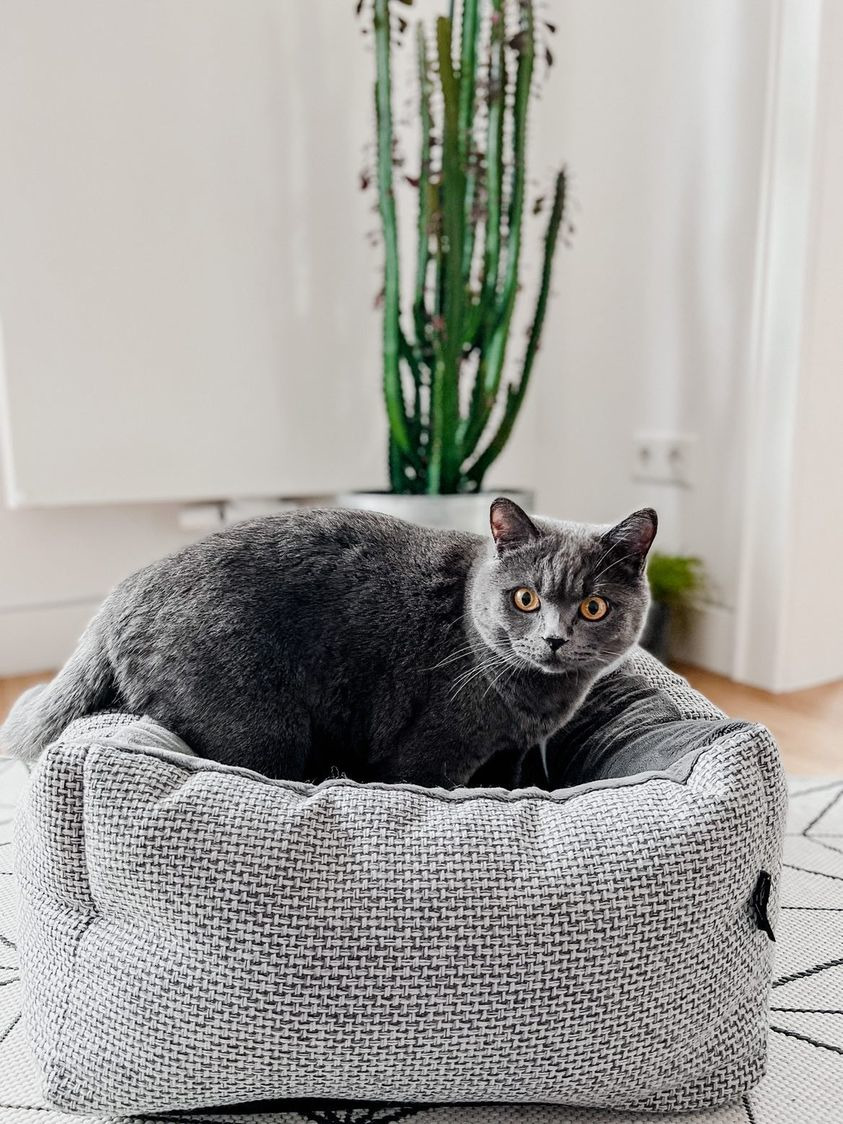 LEBON Katzenbett, grau, für Katzen, aus strukturiertem Stoff, hoher Komfort, ideal für Katzen.