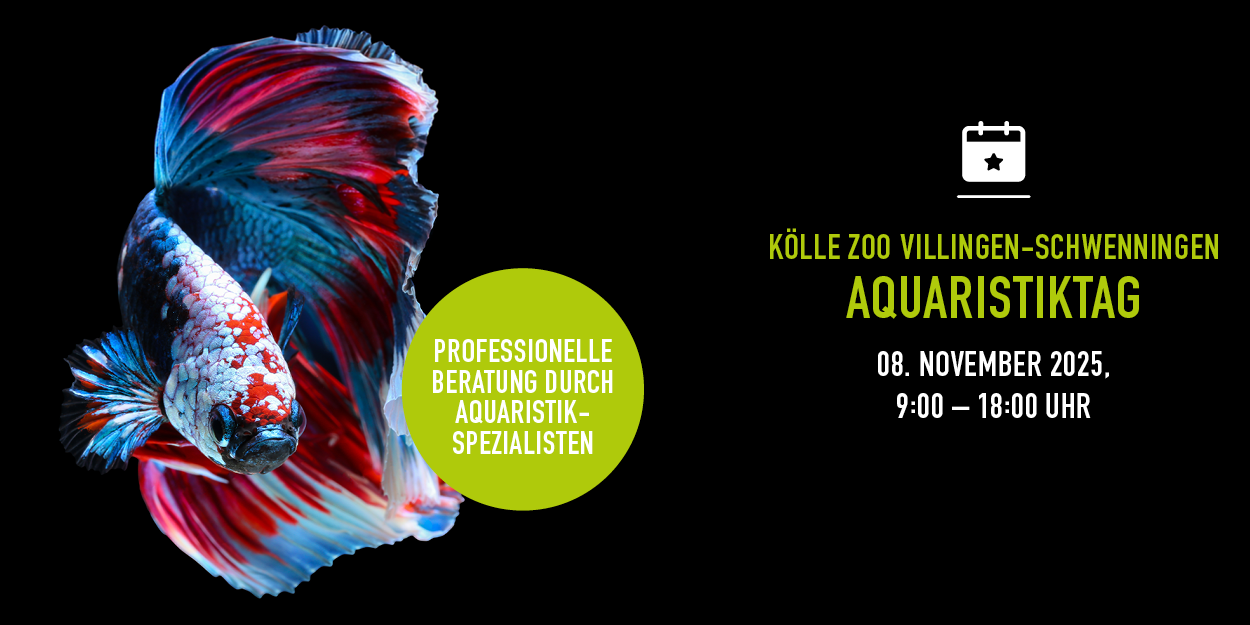 Bunter Kampffisch und Eventinfos zum Aquaristiktag.