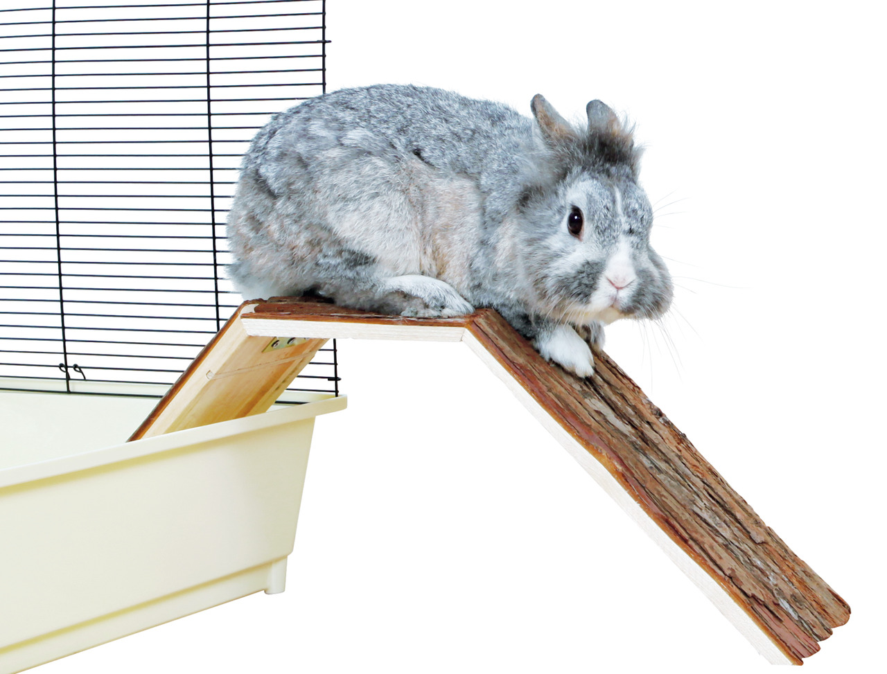 Das Bild zeigt ein Kaninchen, das auf der TRIXIE Holzrampe für Kleintiere sitzt. Die Rampe ist aus naturbelassenem Holz gefertigt und erleichtert Kleintieren wie Kaninchen oder Meerschweinchen den Zugang zu erhöhten Bereichen im Käfig. Sie ist ideal für a