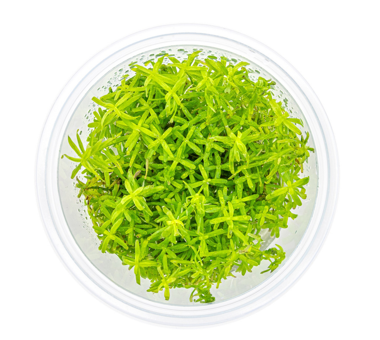 Rotala indica, Aquarienpflanze für Süßwasseraquarien, dicht gewachsen, nadelartige Blätter, ideal für Aquaristik-Fans.