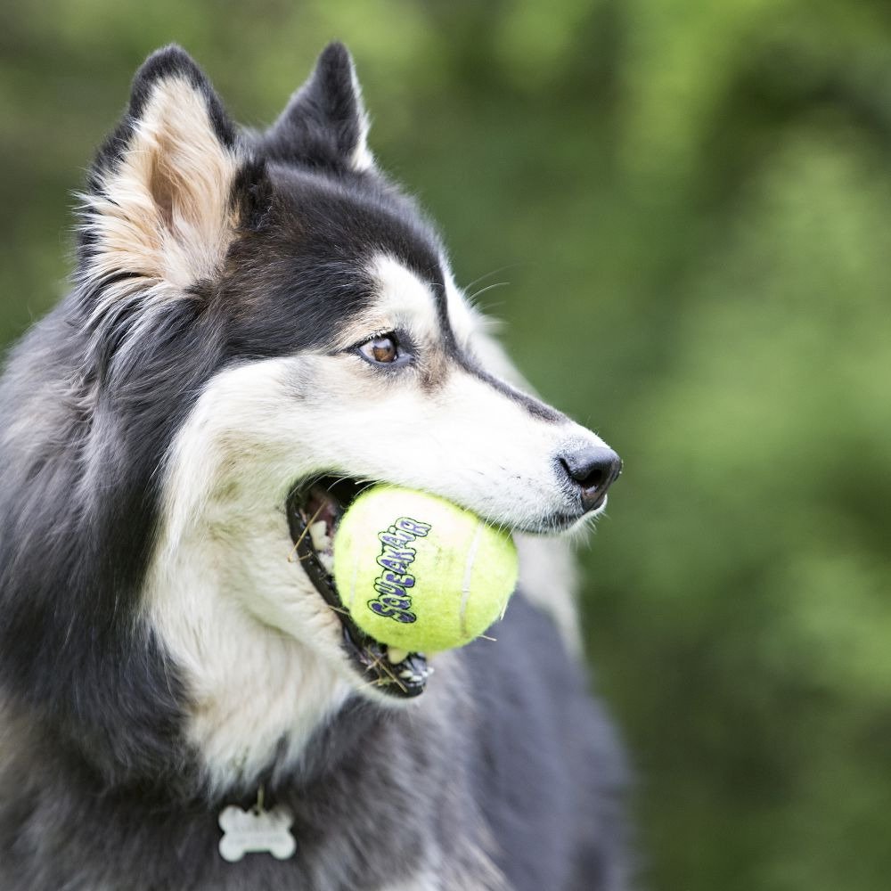 KONG SqueakAir Tennisball, gelb, für Hunde. Mit Quietscher, ideal für Apportierspiele. Zielgruppe: Hunde. Menge: 1 Ball.