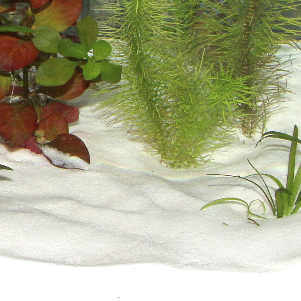 Das Bild zeigt ein Aquarium mit feinem, weißem Bodengrund und verschiedenen Wasserpflanzen. Links sind rote und grüne Blätter einer Pflanze zu sehen, während rechts filigrane, grüne Wasserpflanzen wachsen. Der Bodengrund wirkt sauber und bietet eine natür