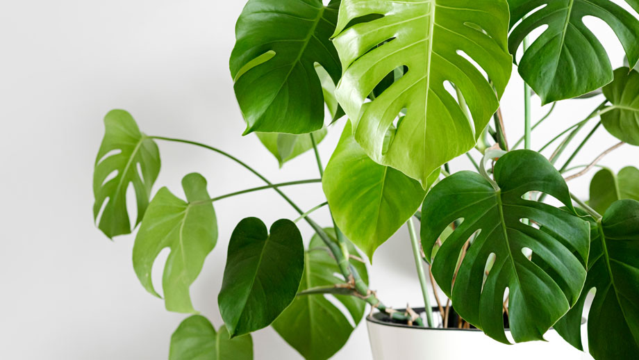Monstera in weißem Topf