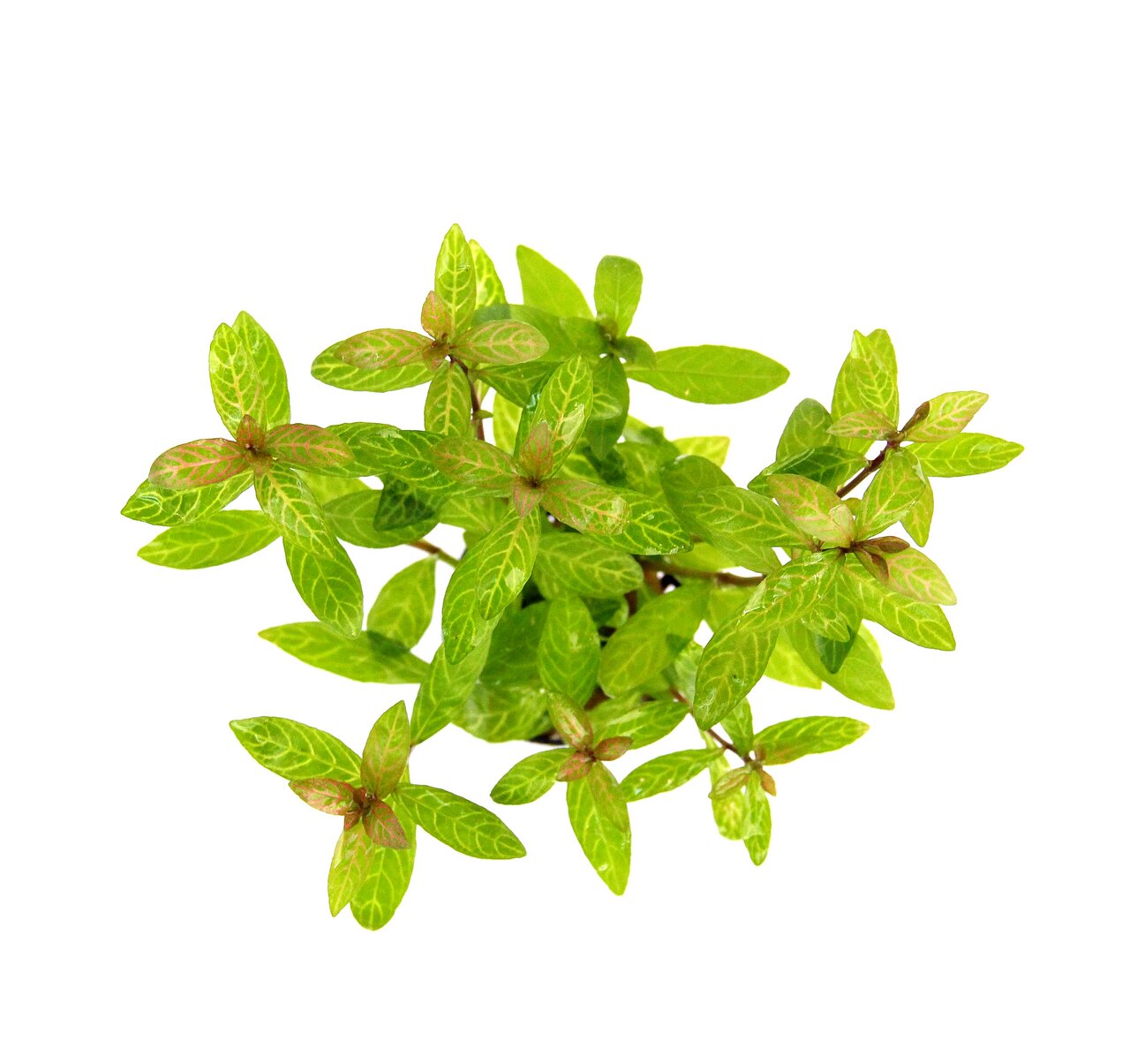 Alternanthera reineckii Mini, Wasserpflanze für Aquarien, grüne Blätter mit rötl. Adern, Deko+Versteck f. Fische.