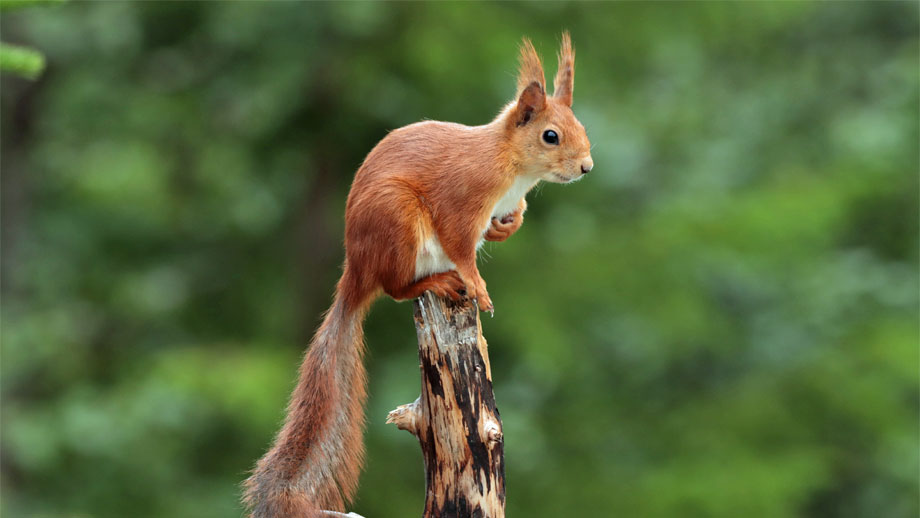 Eichhoernchen Im Garten Entdeckt Europaeisches Teaser