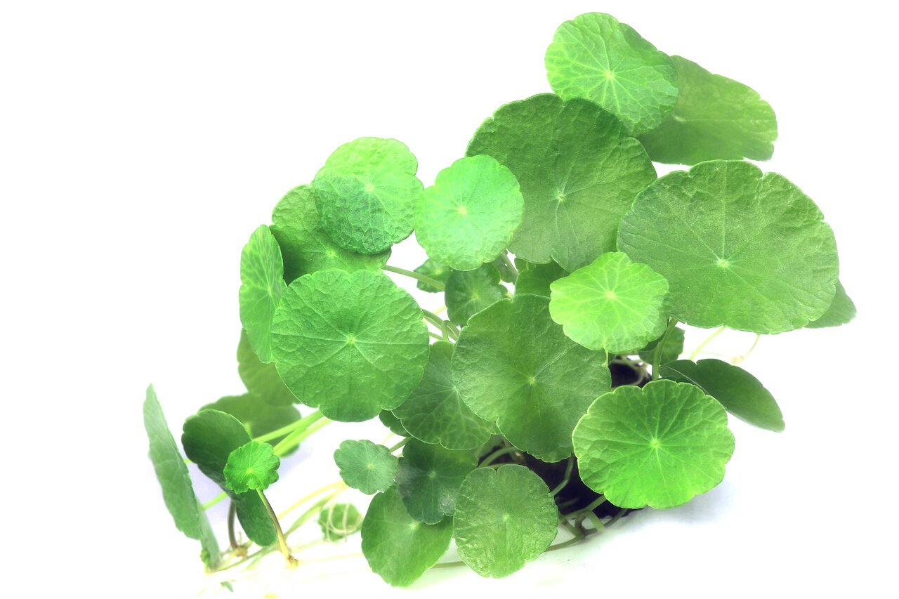 Das Bild zeigt eine Nahaufnahme der Pflanze Centella Asiatica, auch bekannt als Gotu Kola, mit ihren charakteristischen runden, grünen Blättern. Die Blätter sind frisch und lebendig, mit feinen Blattadern, die deutlich sichtbar sind. Die Pflanze wird häuf