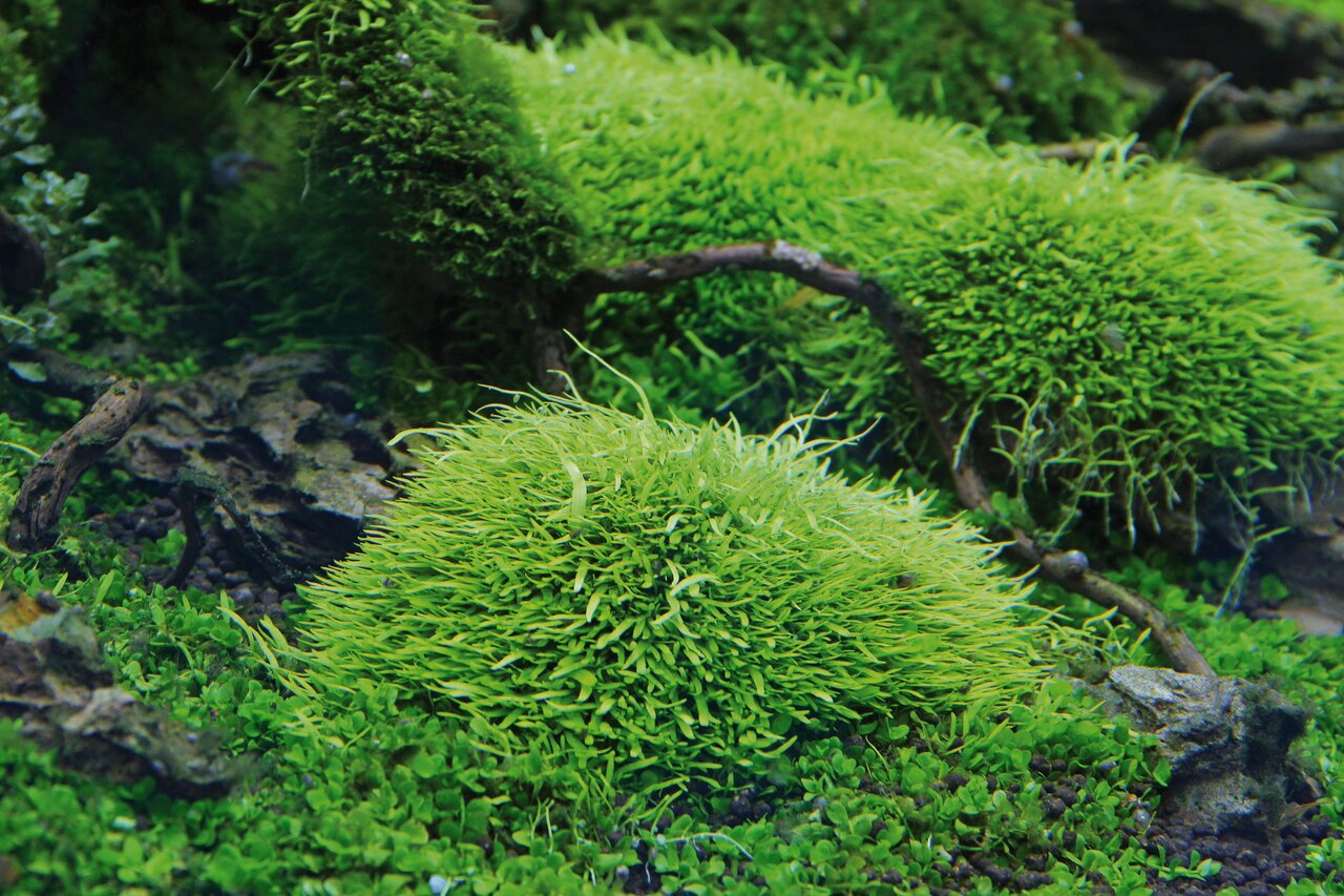 Nahaufnahme von grünem Moos auf Ästen u. Erde, dichte Polster mit Blättern/Zweigen, ruhige Atmosphäre wie im Wald o. Terrarium.