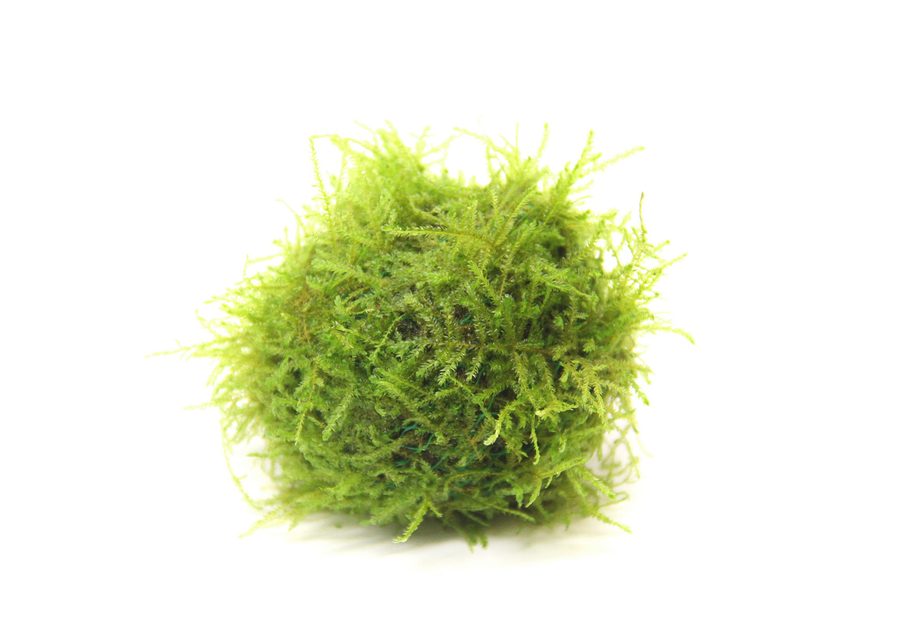 ALOHAs grüne Mooskugel, für Aquarien-Terrarien, dekorativ, verbessert Wasserqualität (bindet Schadstoffe), kompakt, rund.