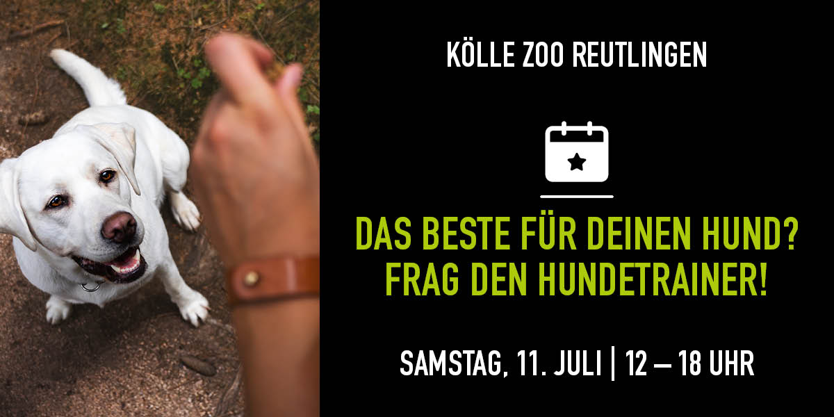Hundetraining-Event: Trainerin belohnt weißen Hund. Textinfos rechts.