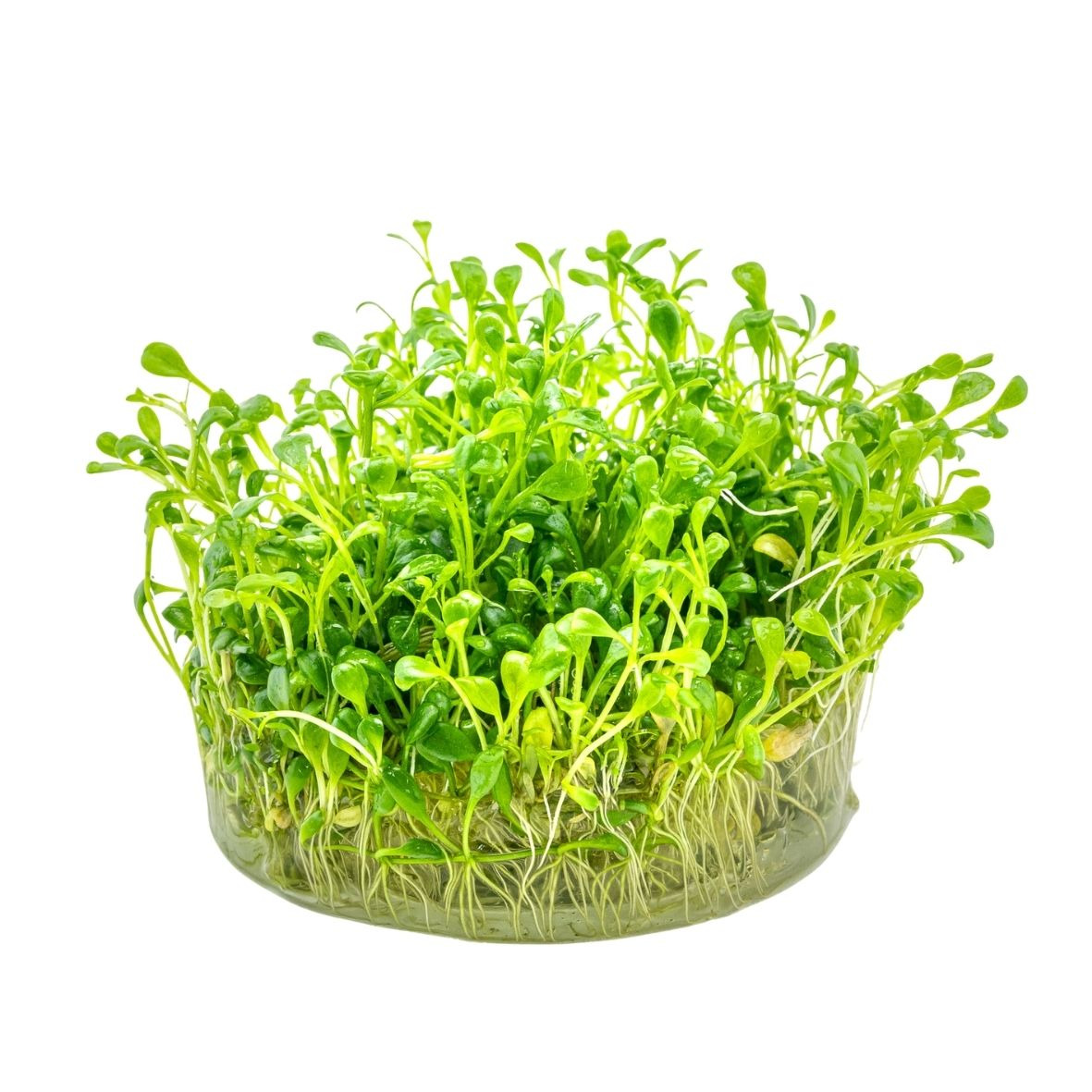 ALOHA Glossostigma elatinoides Cup C108