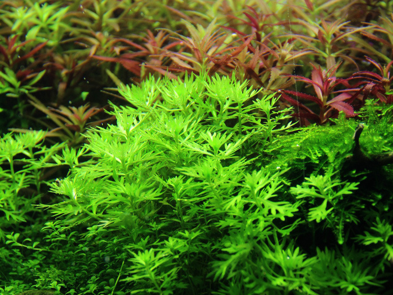 Das Bild zeigt eine üppige Unterwasserlandschaft mit leuchtend grünen Wasserpflanzen der Marke Tropica, die für Aquarien geeignet sind. Im Vordergrund sind feinblättrige Pflanzen zu sehen, während im Hintergrund rötliche Pflanzen Akzente setzen. Ideal für